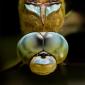 Eyes