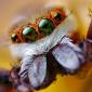 Eyes