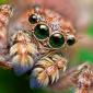 Eyes