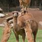 Ram Camel