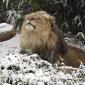 Lion Snow