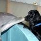 Dolphin and Dog