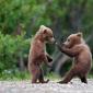 Cute Bears
