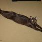 Stretchy Cat