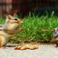 Shocked Chipmunk